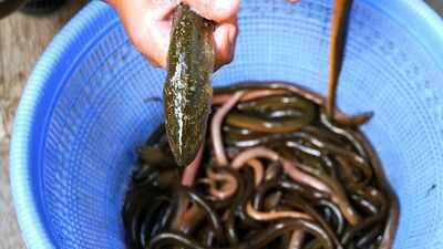 ₹5,378 for a fish? Why Japan's new lab-bred delicacy is making headlines?