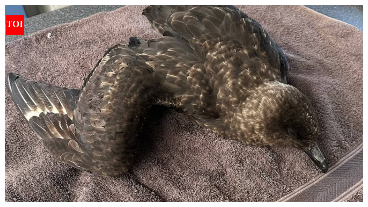 Deadly H5 Bird Flu strain detected in Australia for the very first time