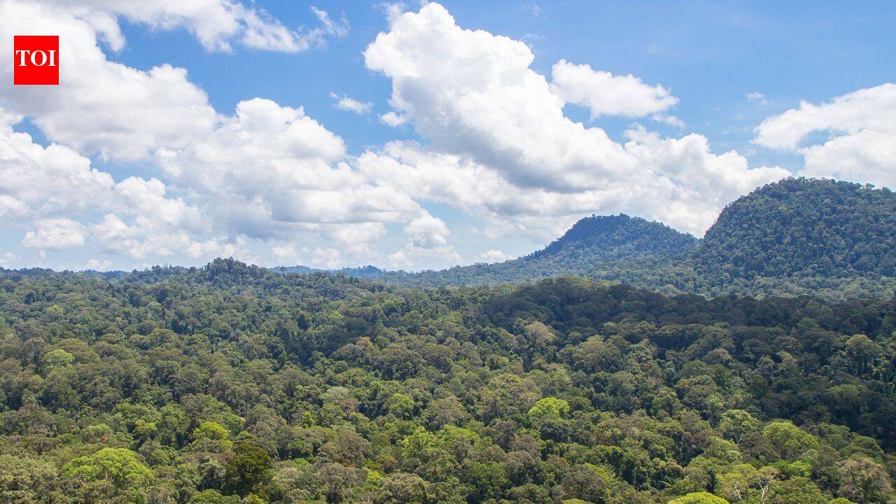 New ‘hyperparasite’ fungus has been found in Malaysia's Borneo rainforest that lives on other fungi