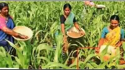 Maharashtra sets up three committees on farm waiver