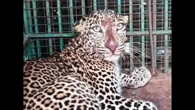 Leopard trapped near Munirabad