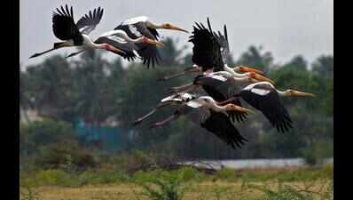 Avian population soars on good rains