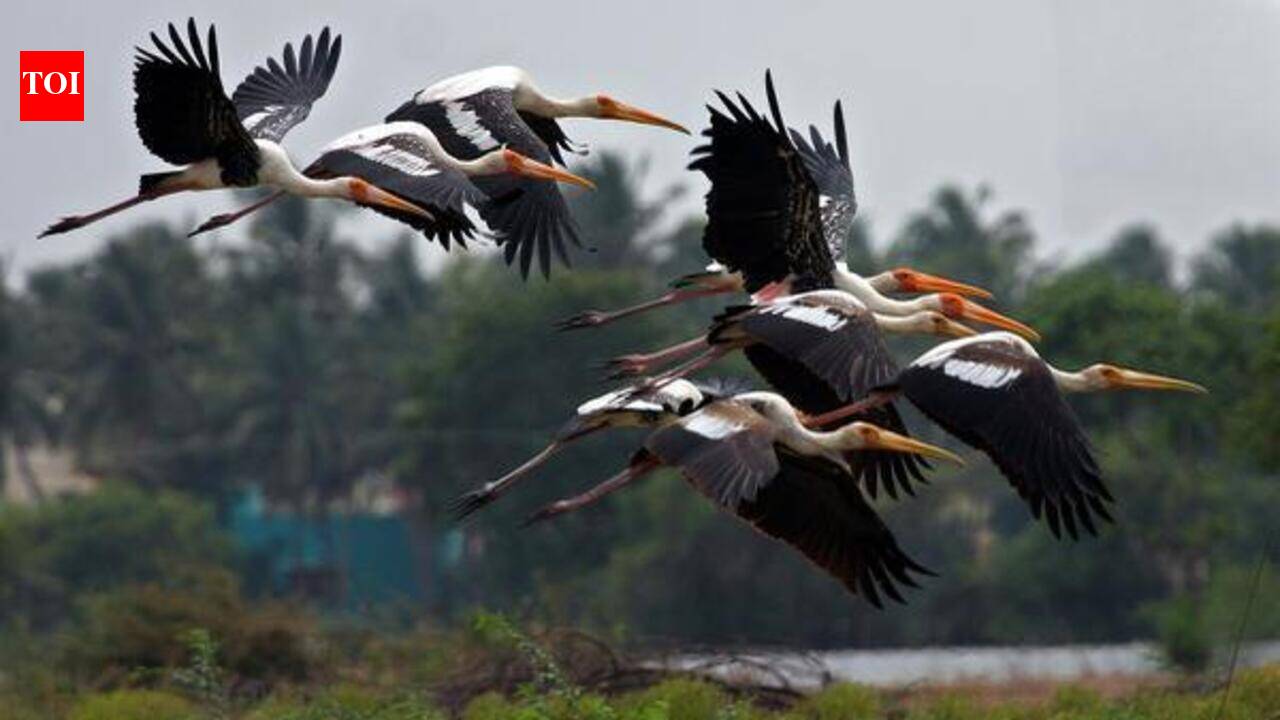 Avian population soars on good rains