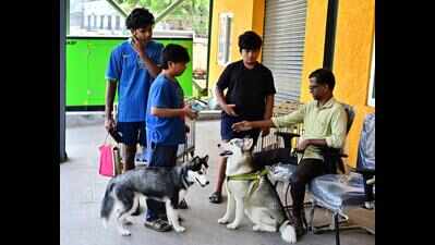 Over 13,000 pet dog licences yet to be renewed in Chennai