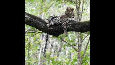 Leopard attacks dog inside IIT-Bombay campus