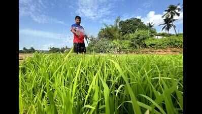 Prolonged dry spell raises alarm among farmers as monsoon falters