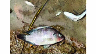 Dead fish near Cacora waste facility spark pollution fears