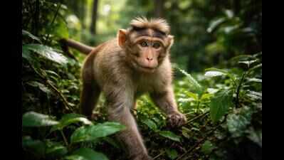 ‘Monkey business’ on Instagram: Wildlife raid in Ludhiana finds empty cage.