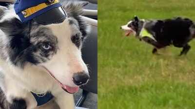 These airport dogs run miles every day to keep planes and passengers safe