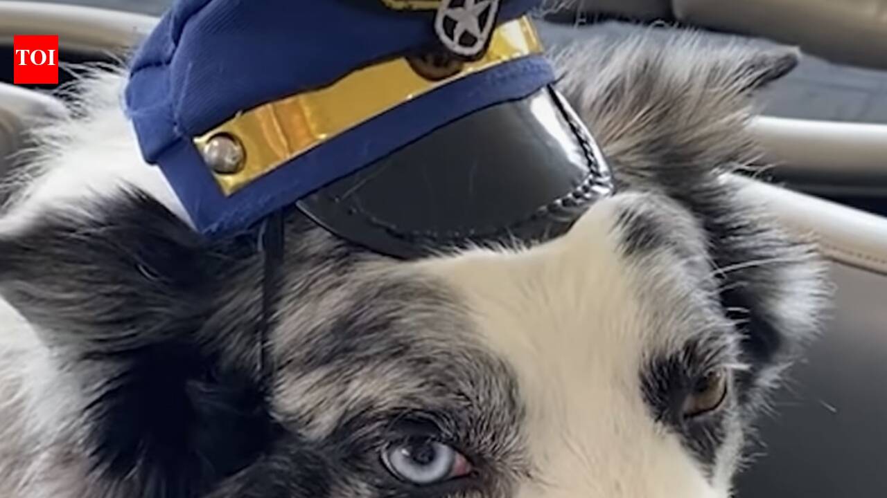 These airport dogs run miles every day to keep planes and passengers safe