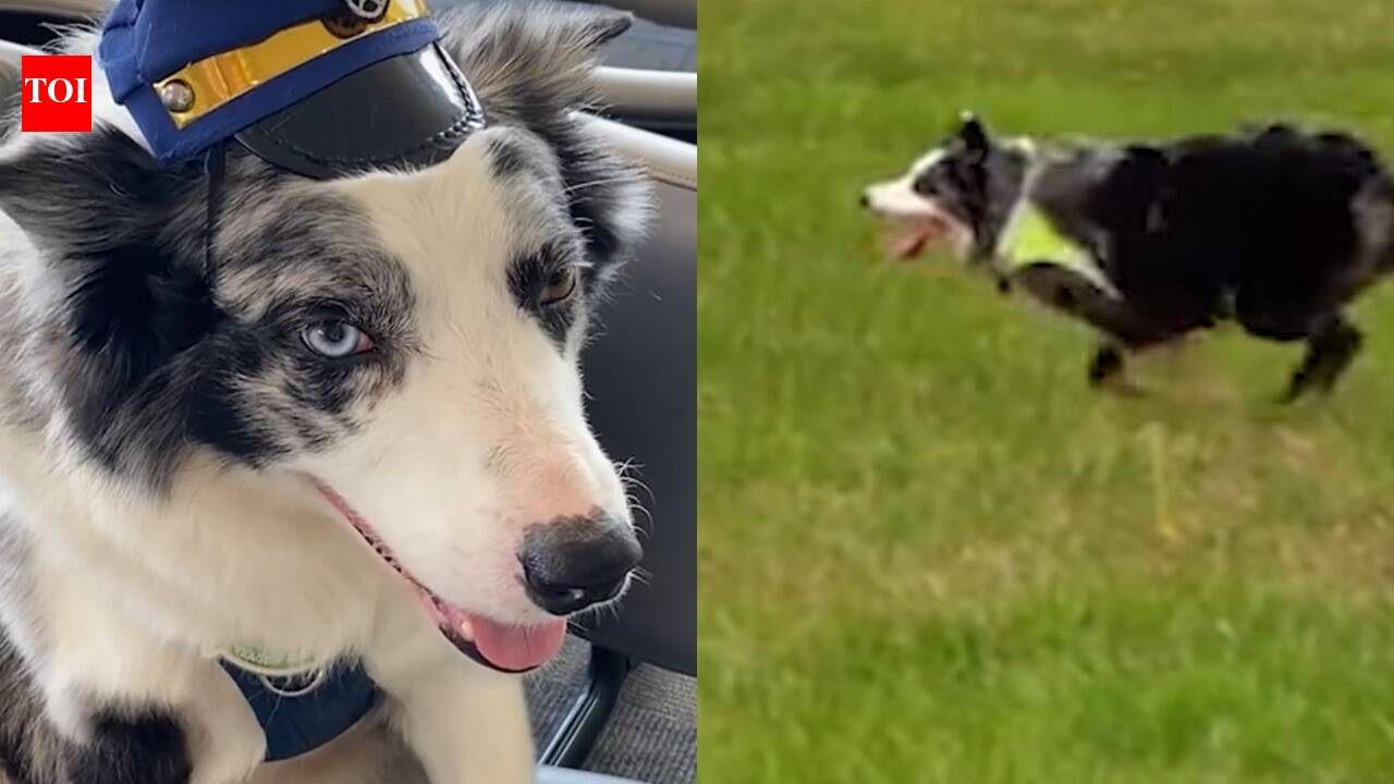 These airport dogs run miles every day to keep planes and passengers safe