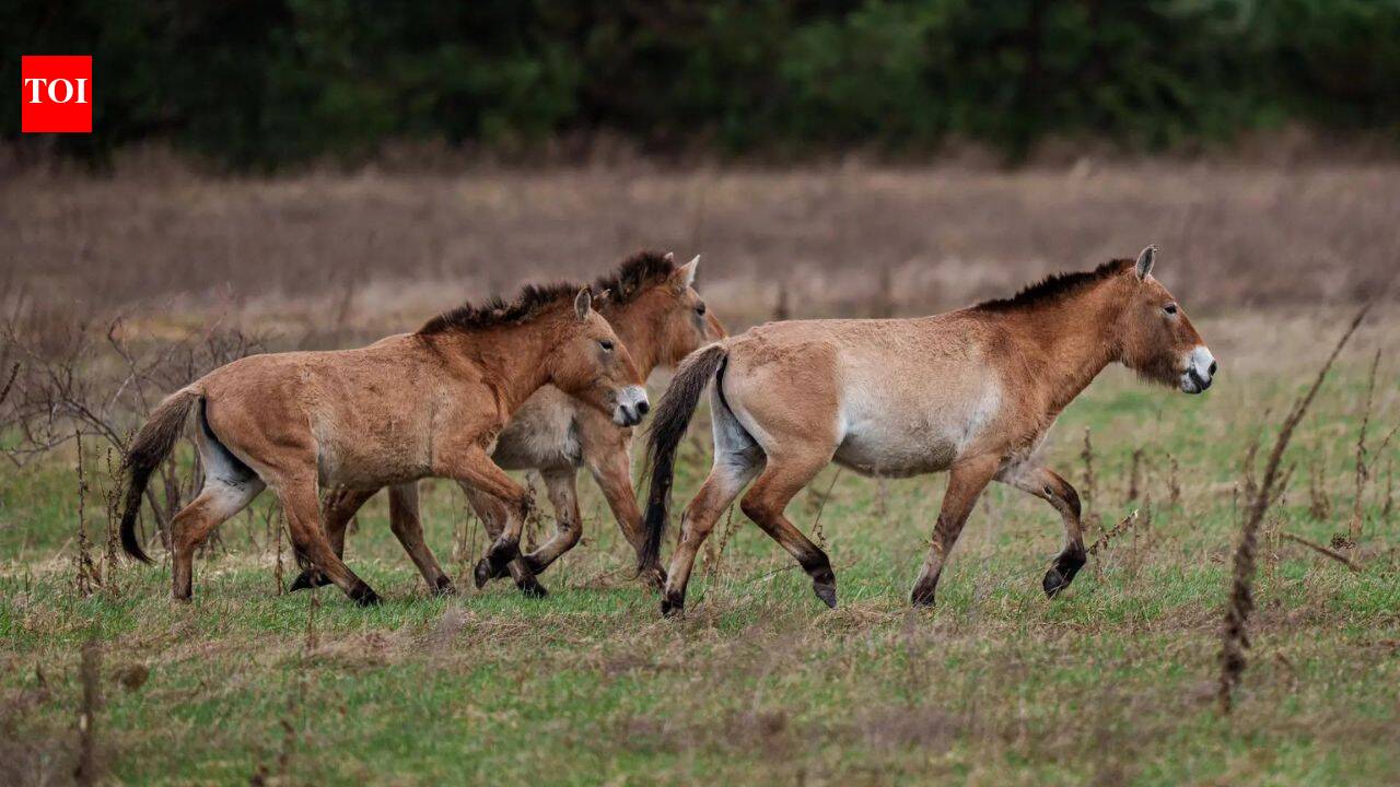 How a Chinese horse became the genetic bridge that brought American horses to Europe