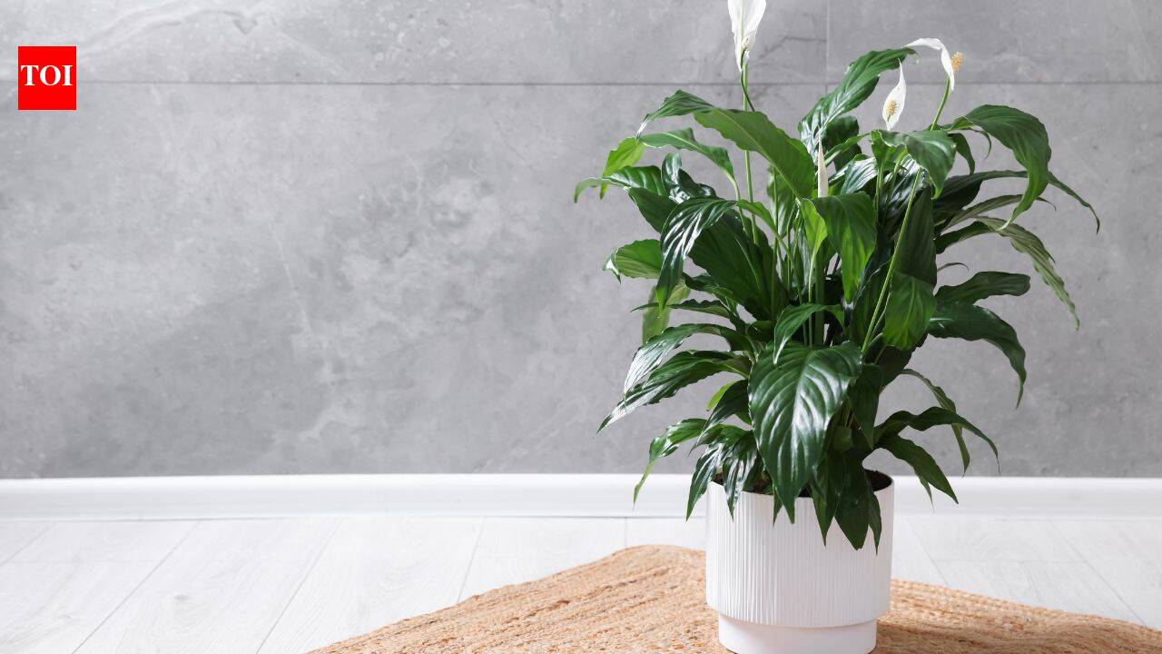 Soil-Less Indoor Plants: Love plants but hate the mess? Discover ...
