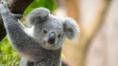 The little yet mighty Koala and their untold tale of survival through fire and climate