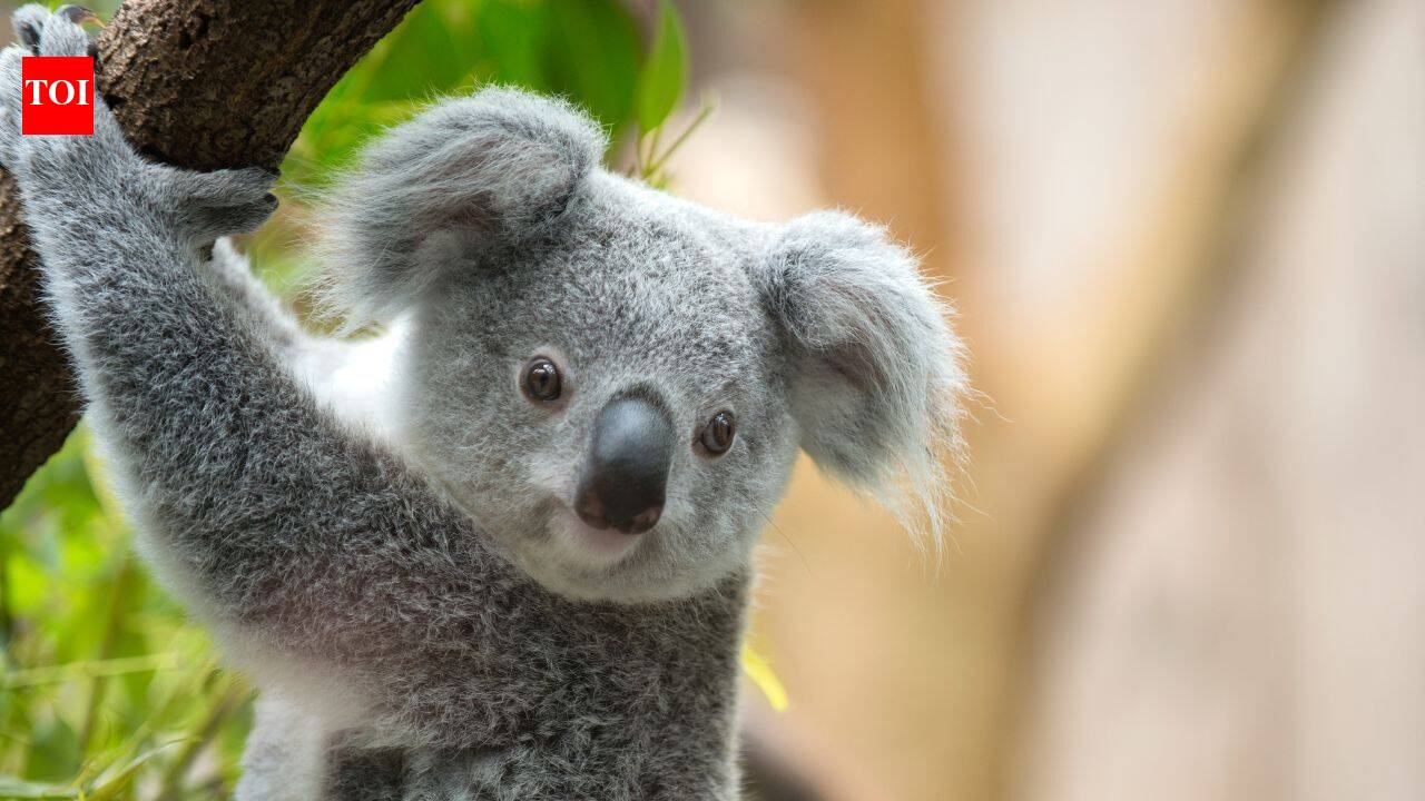 The little yet mighty Koala and their untold tale of survival through fire and climate