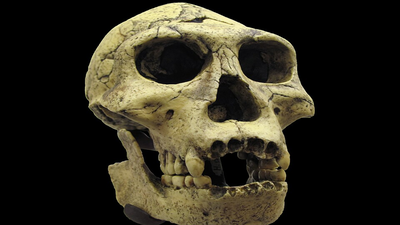 In 1991, a jawbone at Dmanisi revealed early humans had left Africa far earlier than once thought