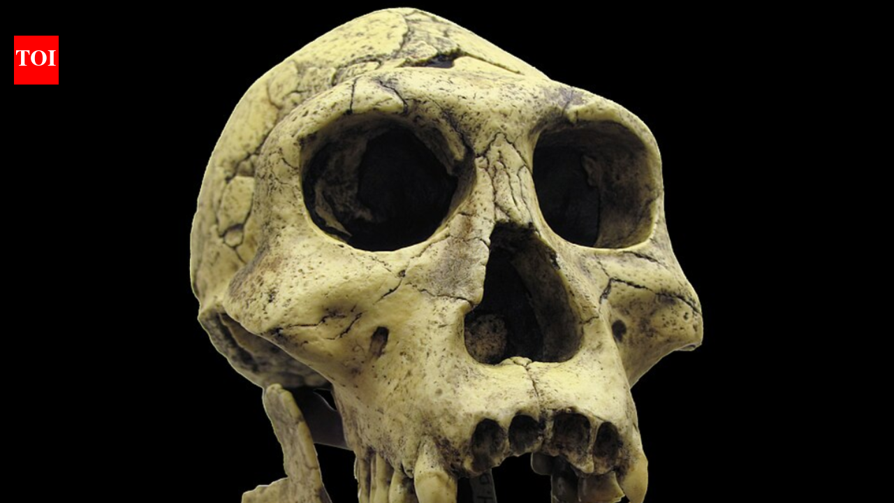 In 1991, a jawbone at Dmanisi revealed early humans had left Africa far earlier than once thought