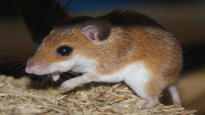 In 2021, millions of mice swept 180,000 km² of NSW grain belt after ...