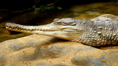 Africa's rarest crocodile climbs trees in Côte d'Ivoire's Taï rainforest, but outside the park's borders, the tree-climbing slender-snouted has already vanished completely