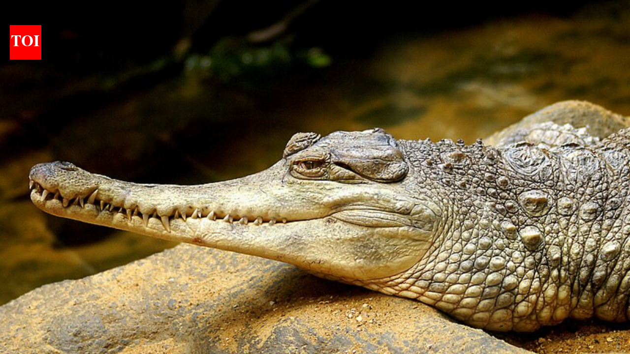 Africa's rarest crocodile climbs trees in Côte d'Ivoire's Taï rainforest, but outside the park's borders, the tree-climbing slender-snouted has already vanished completely