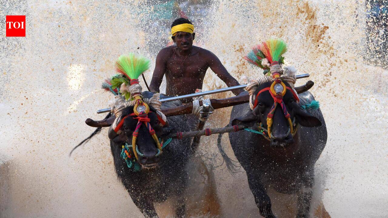 Mysuru to host Kambala this Dasara