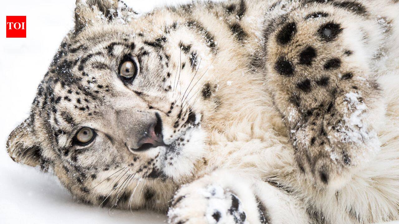 This ferocious animal is also known as the ghost of the Himalayas