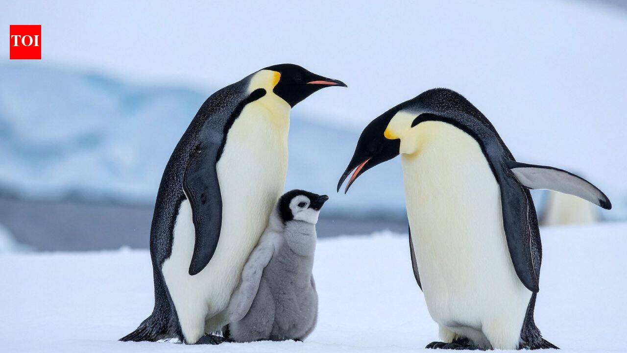 The ultimate race of survival: How Penguins raise chicks in -40 degrees