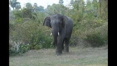 Elephant tramples cow to death in Jhargram