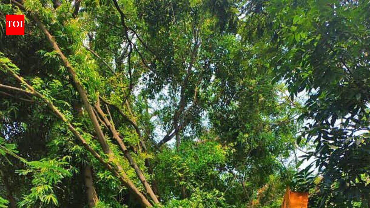 Volunteers replant uprooted trees at Rabindra Sarobar