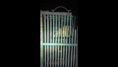 6 lions captured in 3 days after fatal attacks on humans