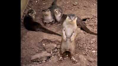 Otter fathers India’s captive breeding success story