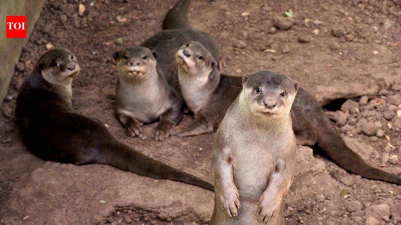 Otter fathers India’s captive breeding success story
