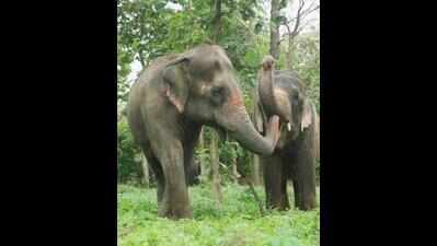 Peta India opposes Mahadevi’s return to Nandani Math from Vantara, proposal hearing on June 23