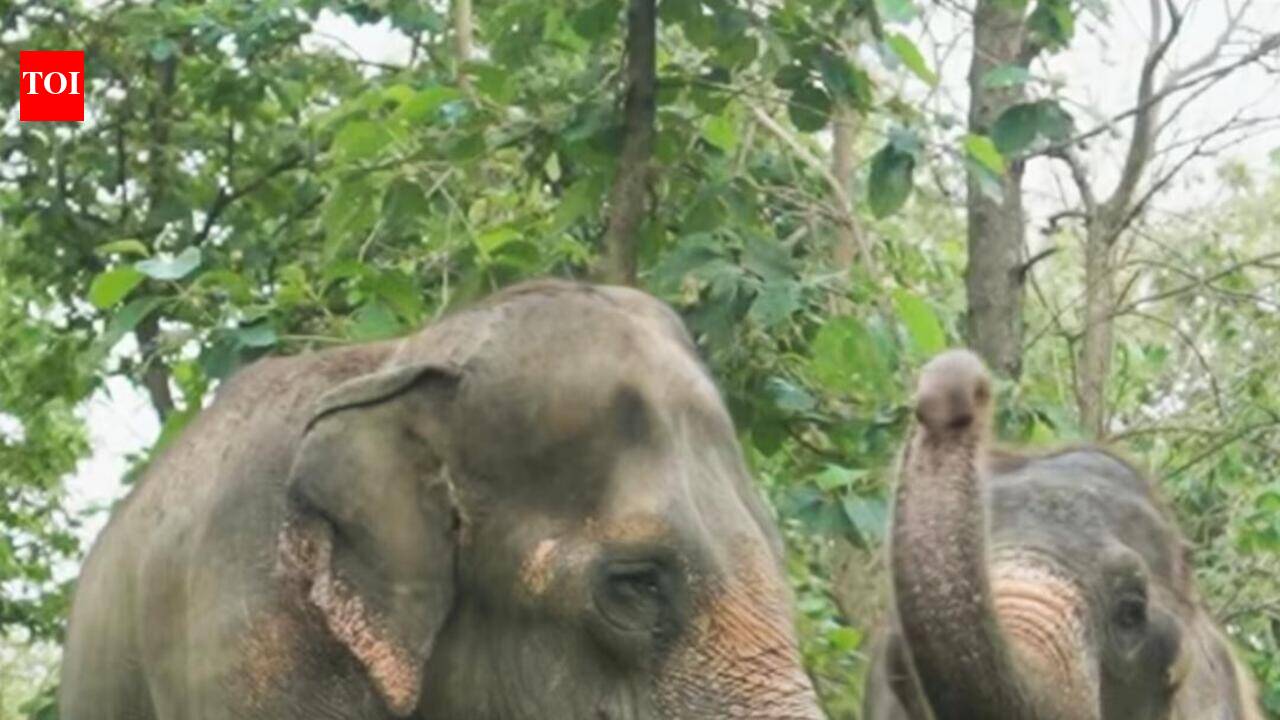 Peta India opposes Mahadevi’s return to Nandani Math from Vantara, proposal hearing on June 23