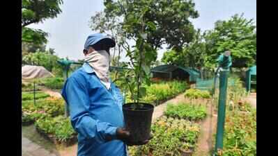 Garden nurseries face the heat in Pune amid shrinking water supply this summer