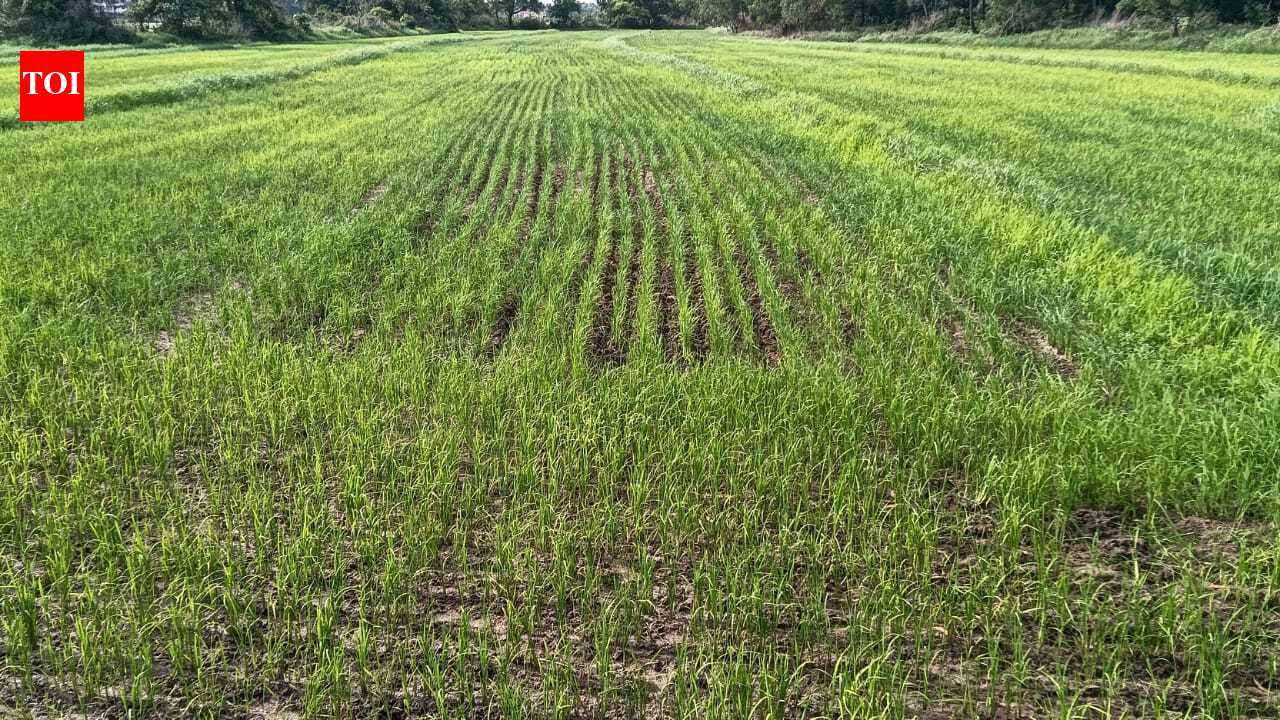South Goa farmer groups fear crops will wither if monsoon doesn’t revive within a week