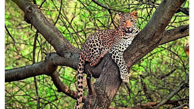 Woman injured in leopard attack in Pratapgarh district