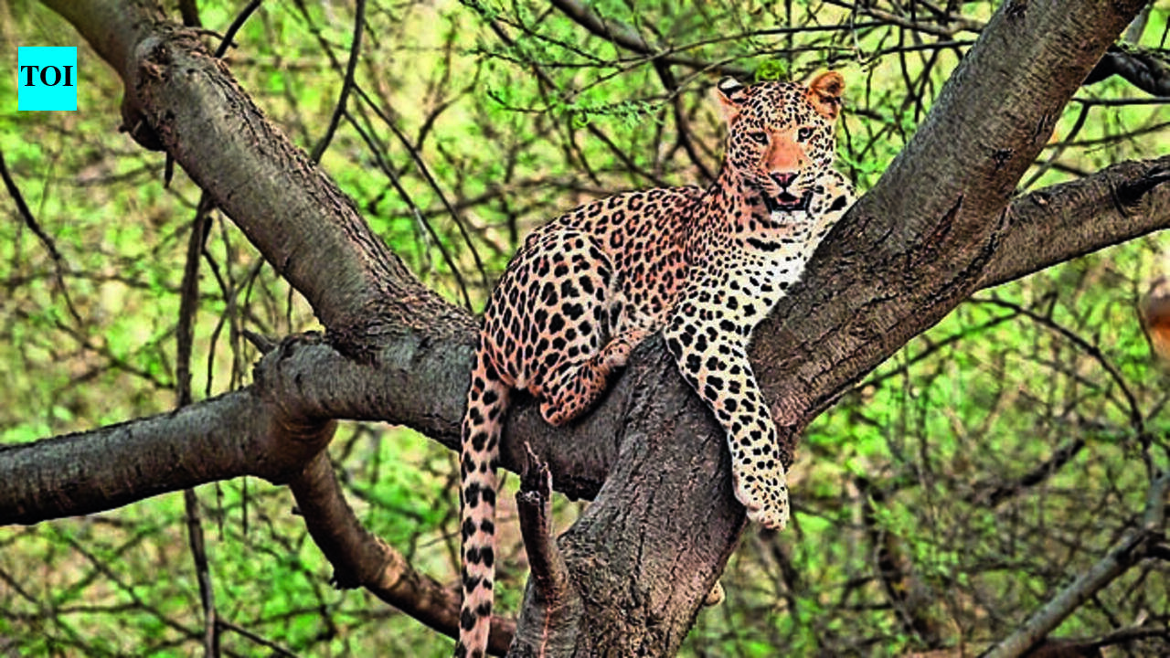 Woman injured in leopard attack in Pratapgarh district