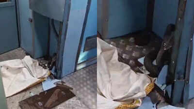 Train staff find cobra during routine checks on Gwalior-Prayagraj Express; timely intervention ensures safety for passengers