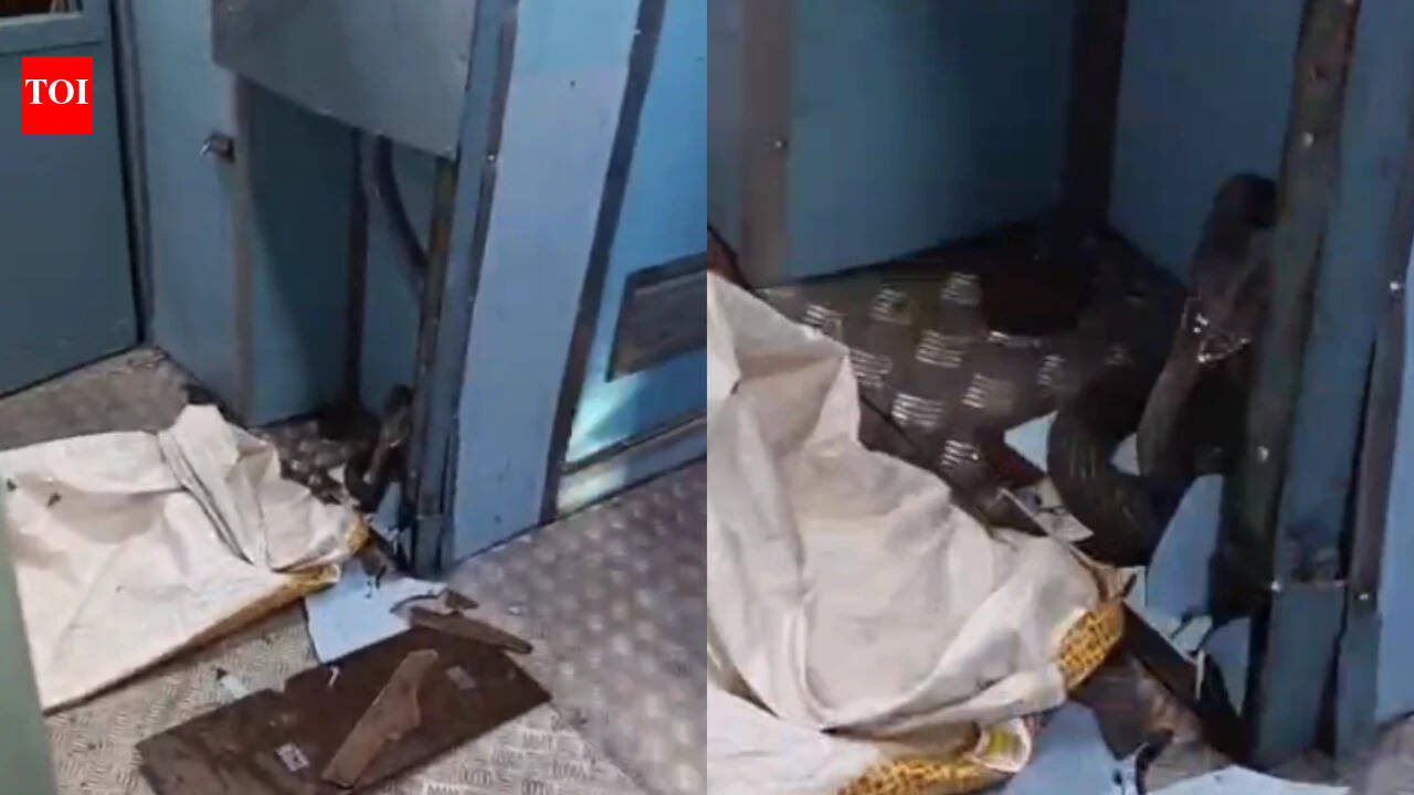 Train staff find cobra during routine checks on Gwalior-Prayagraj Express; timely intervention ensures safety for passengers