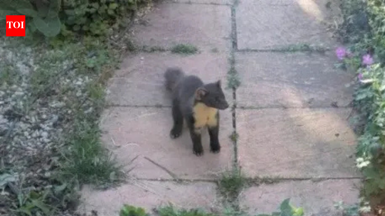 Pine marten, a critically endangered animal, spotted in Sussex for first time in over 100 years