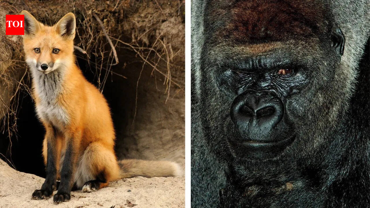 Father’s Day 2026: 10 animal dads who prove great parenting isn’t just a human trait Father’s Day 2026: 10 animal dads who prove great parenting isn’t just a human trait