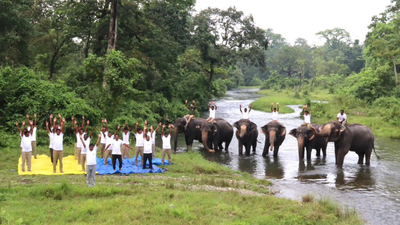  Heartwarming images of elephants and humans together remind the world that Yoga is about harmony, not just exercise