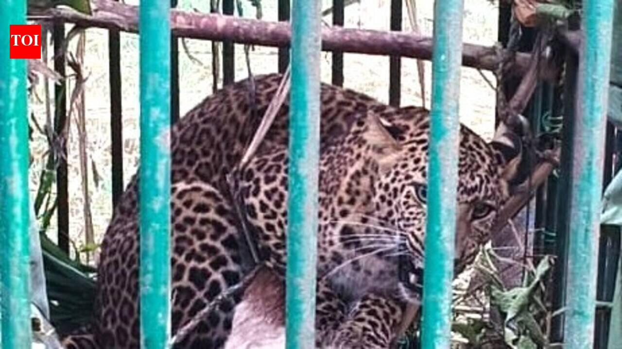 Leopardess caged in Kheri after series of livestock kills