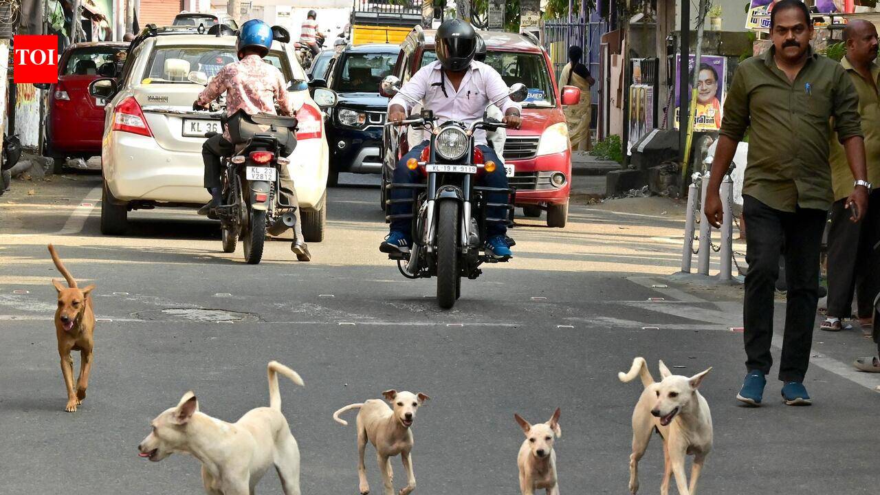 6 months after govt fiat, schools yet to appoint nodal officers to tackle stray dog menace