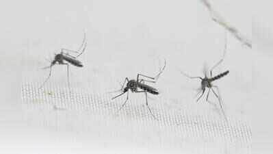 Vector-borne disease prevention intensified in Vattiyoorkavu: DMO