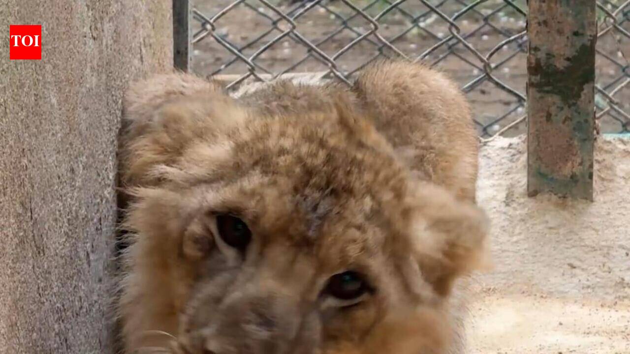 Perfume trial keeps big cats engaged at Bannerughatta Biological Park in Bengaluru