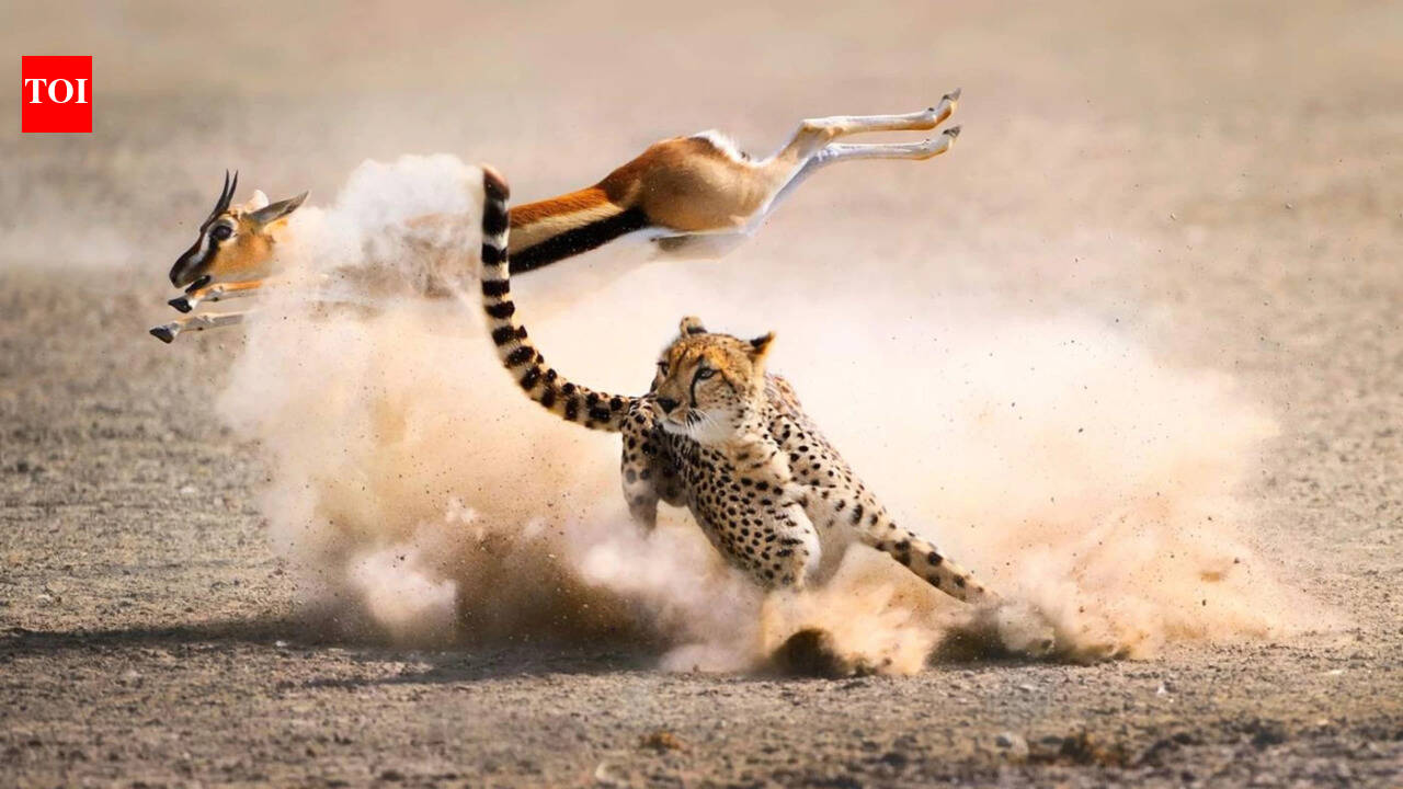 Portuguese proverb of the day: 'One day belongs to the prey, another to the hunter' and the reminder that fortunes can change without warning