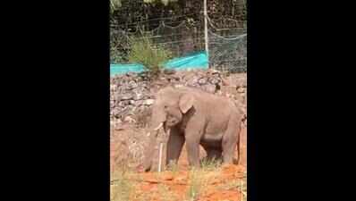 Elephants are heading up Nilgiri hills in Tamil Nadu, and it’s worrying ecologists