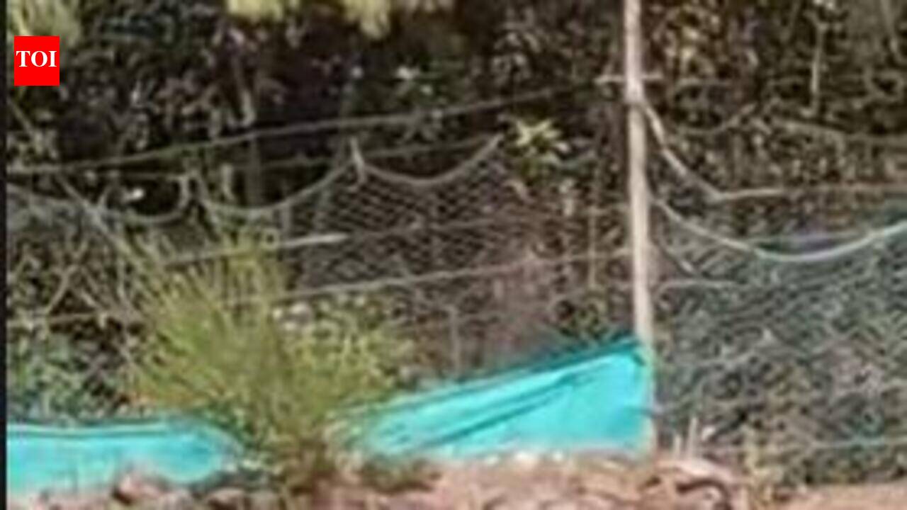 Elephants are heading up Nilgiri hills in Tamil Nadu, and it’s worrying ecologists